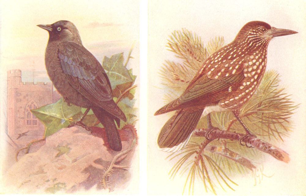 BRITISH BIRDS. Jackdaw; Nutcracker. THORBURN 1925 old vintage print picture